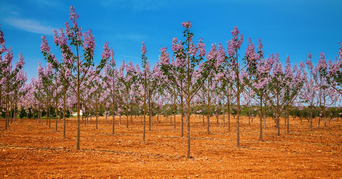 «Ils me font me sentir bien» : avec la plantation de 200 millions d’arbres, les Afghans redécouvrent la beauté végétale