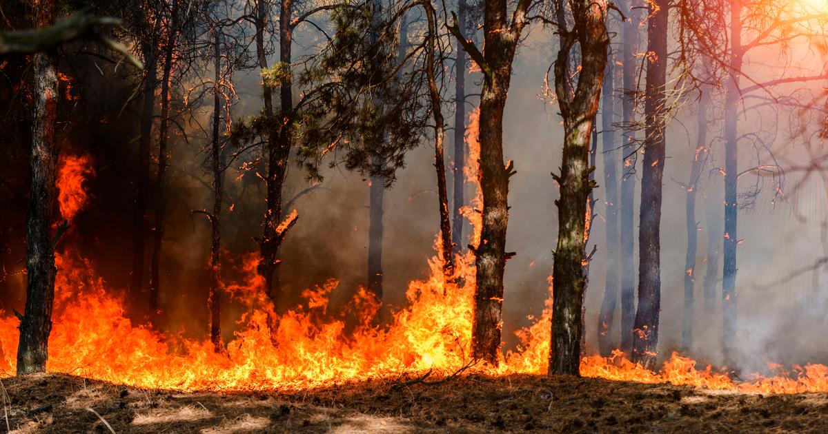 Tournant dans l'enquête sur le méga-feu des Corbières, un agent de l'ONF mis en examen