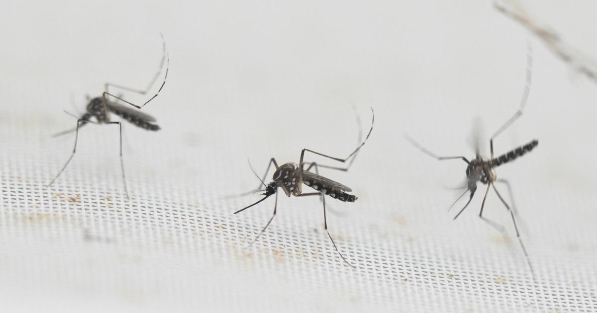 Pourquoi Google a demandé l’autorisation de lâcher 32 millions de moustiques en Californie et en Floride