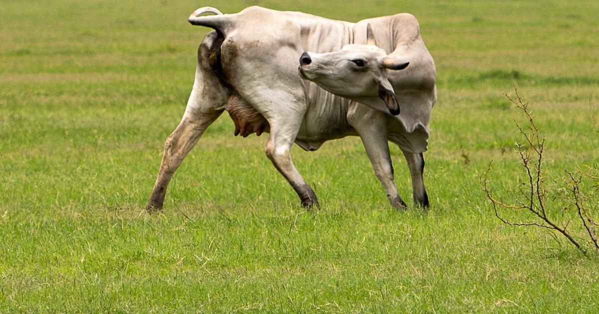 Au Texas, le second cas d'un parasite dangereux pour le bétail détecté