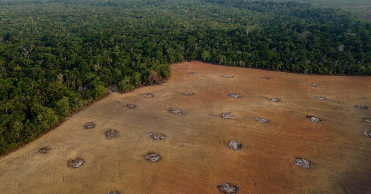 En limitant les précipitations, la déforestation fait dangereusement chuter les rendements agricoles