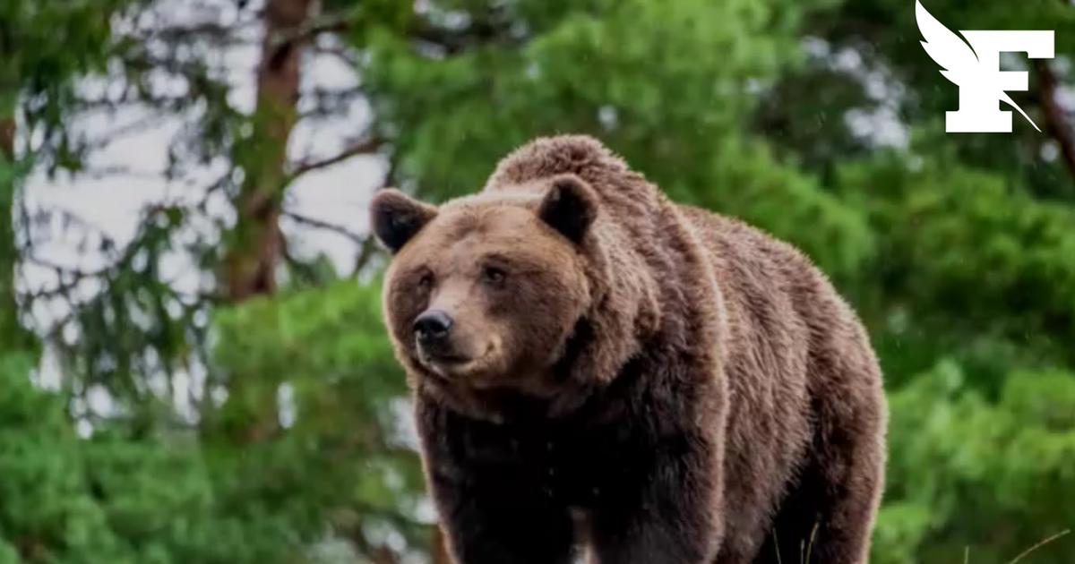 94 écoles fermées au Japon après plusieurs signalements d'ours