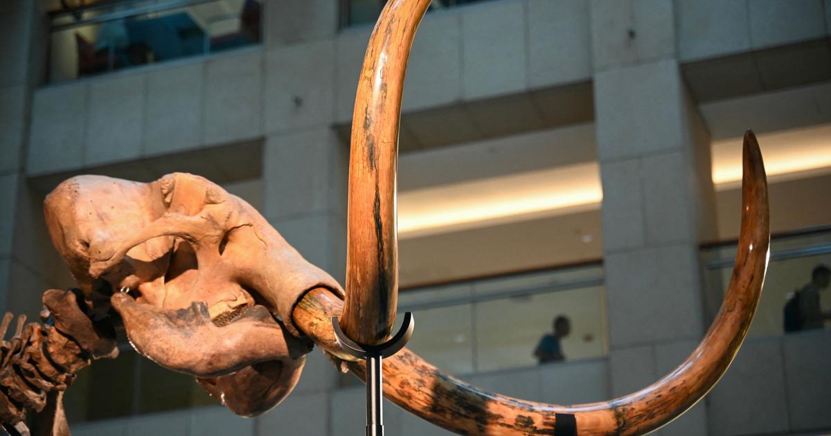 «Je n’arrive pas à y croire» : des scientifiques retrouvent de l’ADN de mammouth, vieux de 700.000 à 3000 ans, dans des excréments congelés d’écureuil