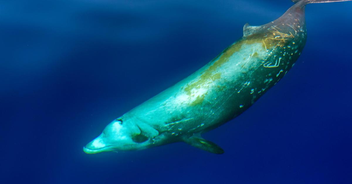 « C’est une découverte unique » : les scientifiques mettent au jour « un cimetière de baleines » à plus de 5000 mètres de profondeur