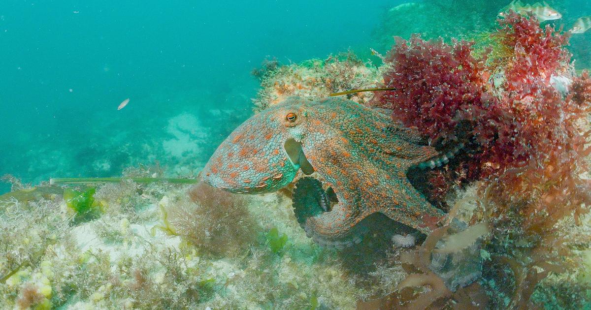 La vie trépidante de l’étonnante seiche commune sur France.TV