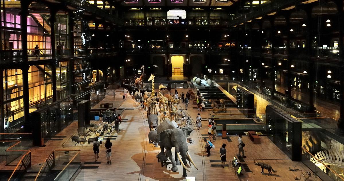 Paris : un gardien du Muséum d’histoire naturelle en garde à vue après avoir photographié sous la jupe d’une femme