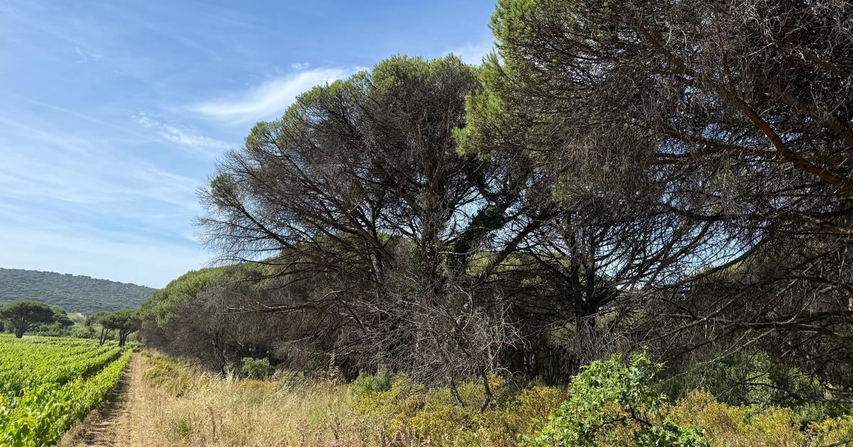 La cochenille tortue du pin, un cauchemar pour la forêt du littoral et de l’arrière-pays varois