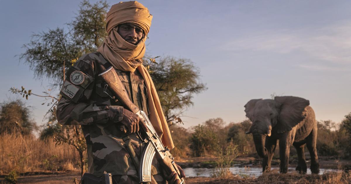 « Quand tu t’engages, tu le fais jusqu’au bout » : face aux braconniers, le combat féroce des gardes forestiers du Tchad