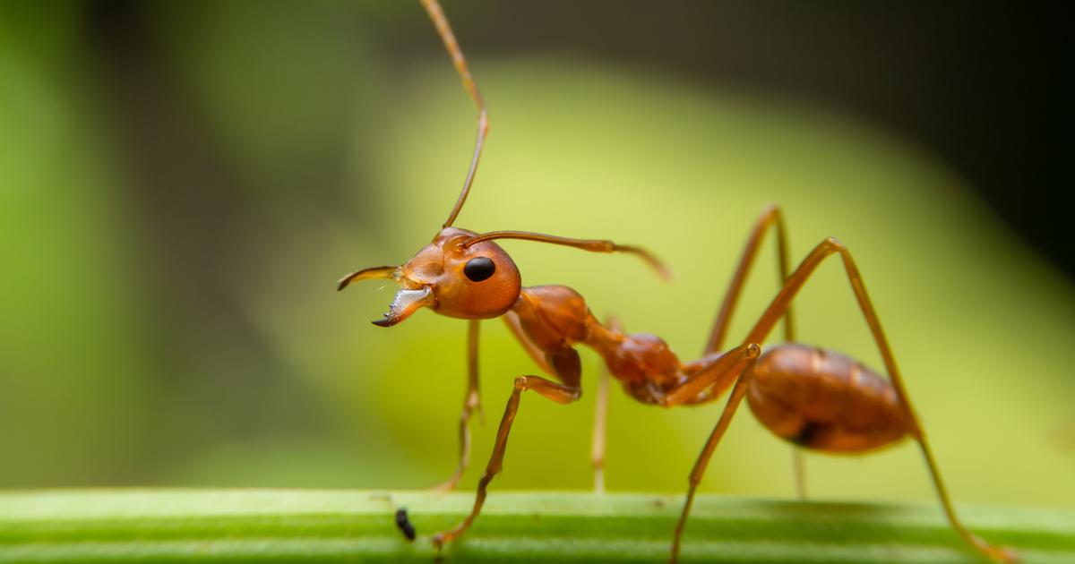 Le niveau des océans influence l’évolution des fourmis depuis des millions d’années