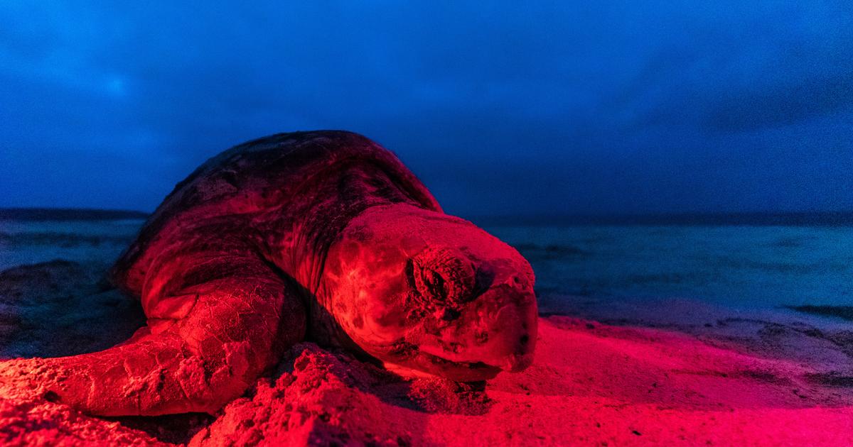 Des tortues dotées d’appareils espions appréhendées en Chine : les animaux, agents de renseignement malgré eux