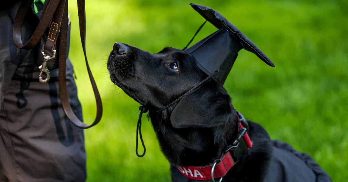 Votre chien est-il gaucher ou droitier ? Des scientifiques ont mis au point le test ultime