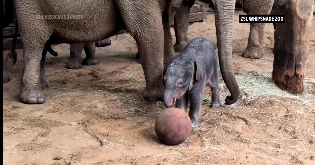 Coupe du monde 2026 : les images adorables d’un bébé éléphant qui tente de jouer au football