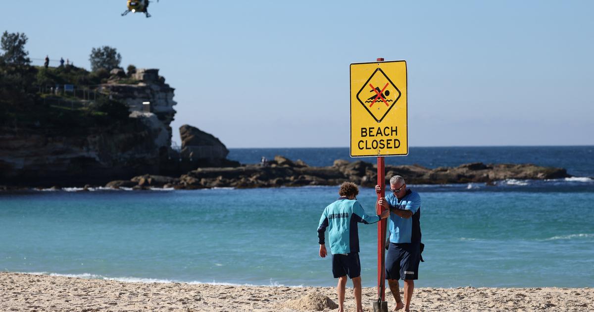 Australie : une nageuse dans un état critique après avoir été attaquée par un requin
