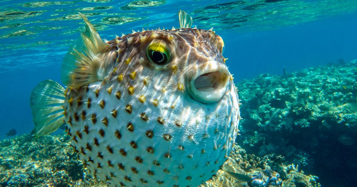 «Ils ne laissent rien derrière eux» : les poissons-ballons dévastent la pêche en Crète