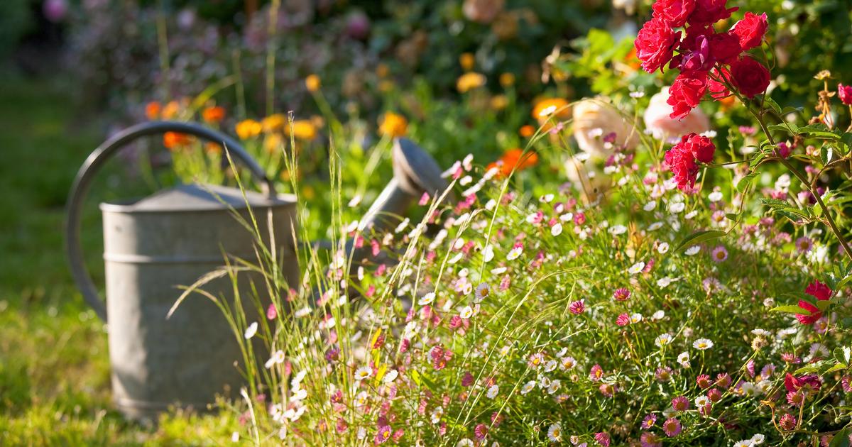 Pologne : les restes de 34 fœtus humains retrouvés dans le jardin d'une femme médecin