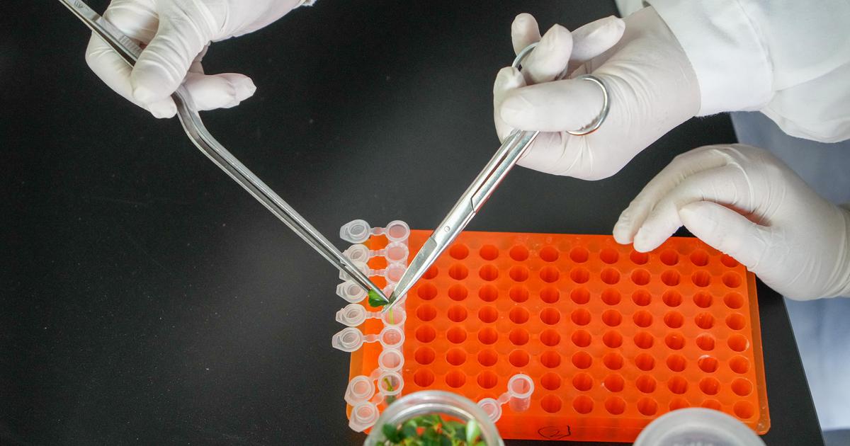 Des plantes plus résistantes aux maladies ou à la sécheresse : quels sont « ces nouveaux OGM » que l’Europe s’apprête à autoriser ?