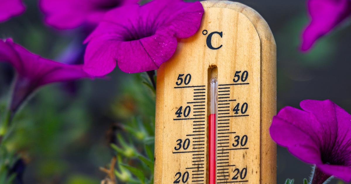 Vos fleurs ne grilleront pas pendant le pic de chaleur grâce à ces 3 astuces