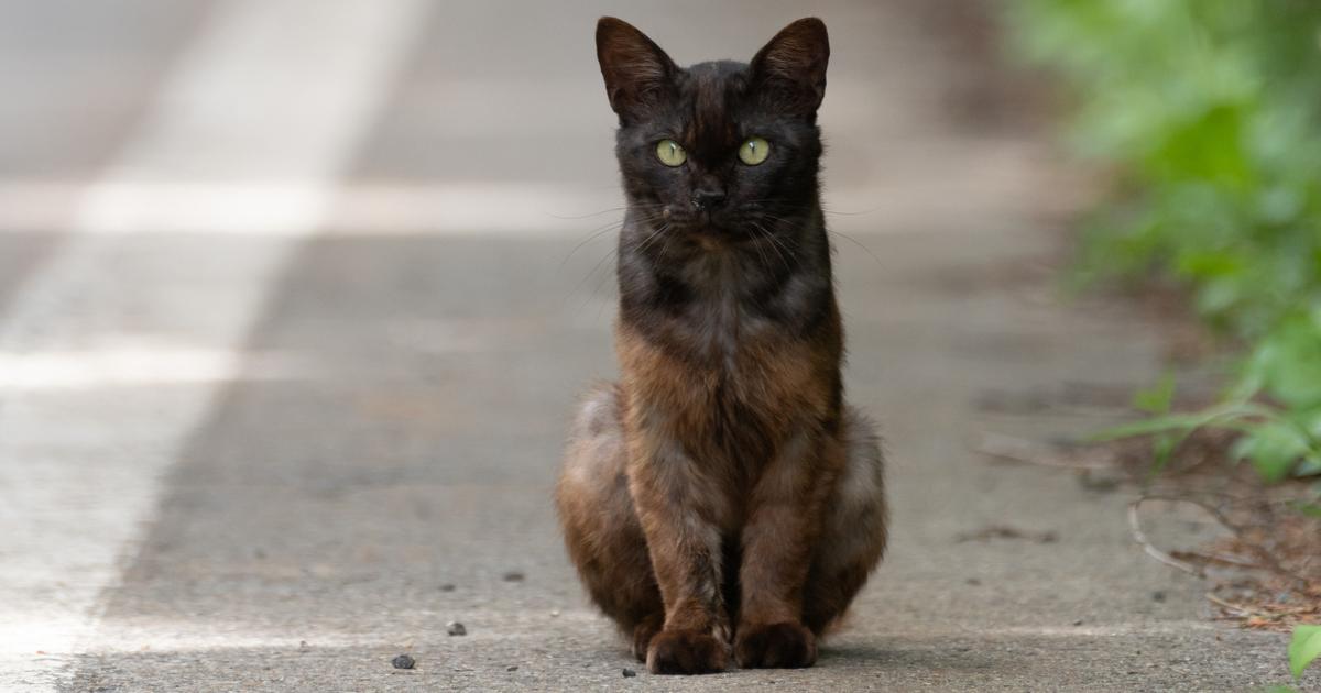 Une quarantaine de chats volés pour être transformés en viande ont été rendus à leurs propriétaires au Vietnam