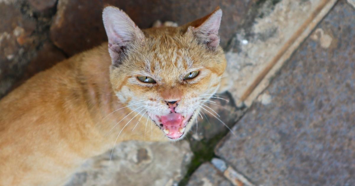 «La population augmente de façon exponentielle» : des centaines de milliers de chats errent dans les rues de Jakarta