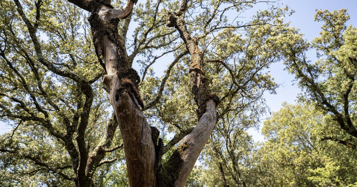 Royaume-Uni : le célèbre chêne de Robin des Bois serait mort, selon des experts
