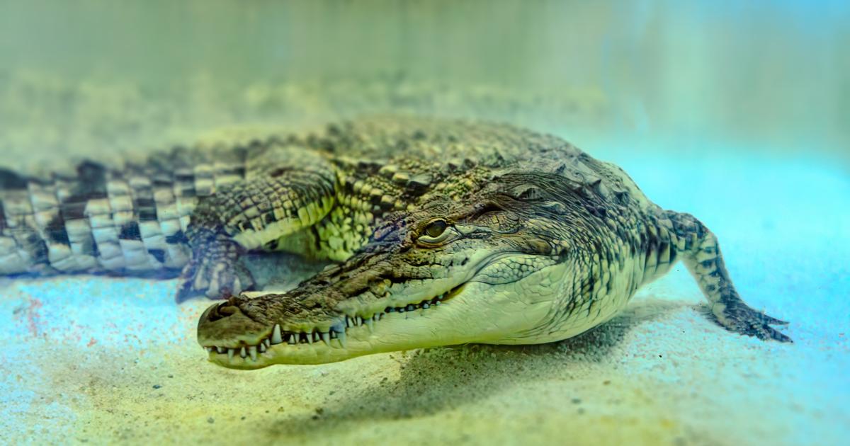 Royaume-Uni : un petit garçon de 3 ans blessé au zoo dans l'enclos des crocodiles, un homme arrêté