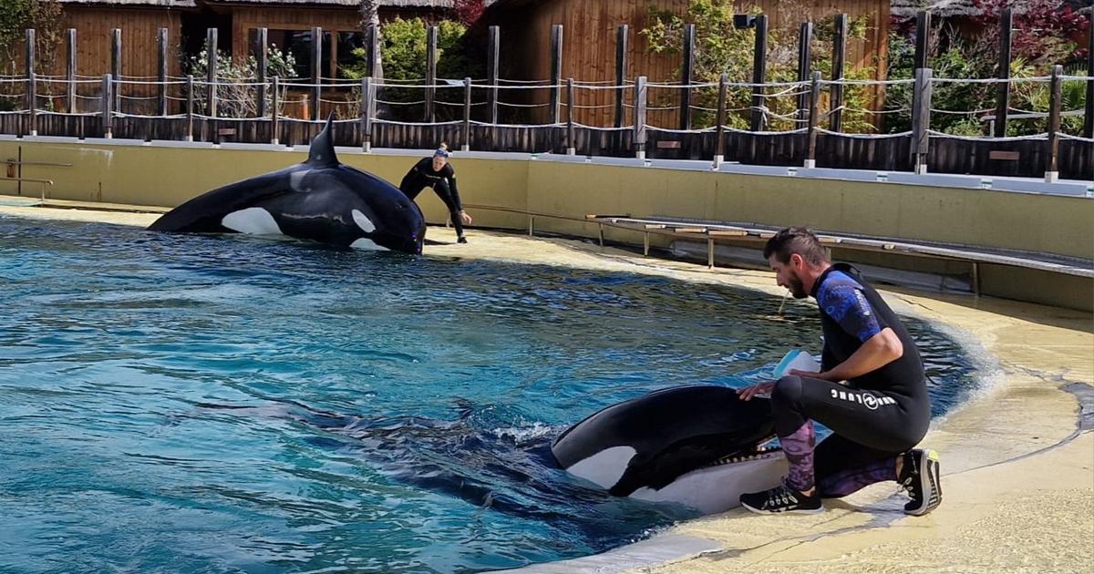 Marineland d’Antibes: pourquoi le transfert des orques et dauphins est encore repoussé