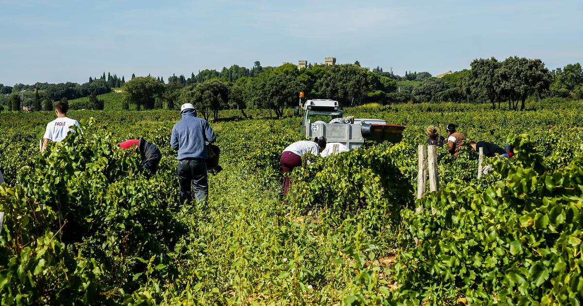 Horaires décalés, hydratation, végétalisation... Comment les vignerons sadaptent-ils à la canicule ?