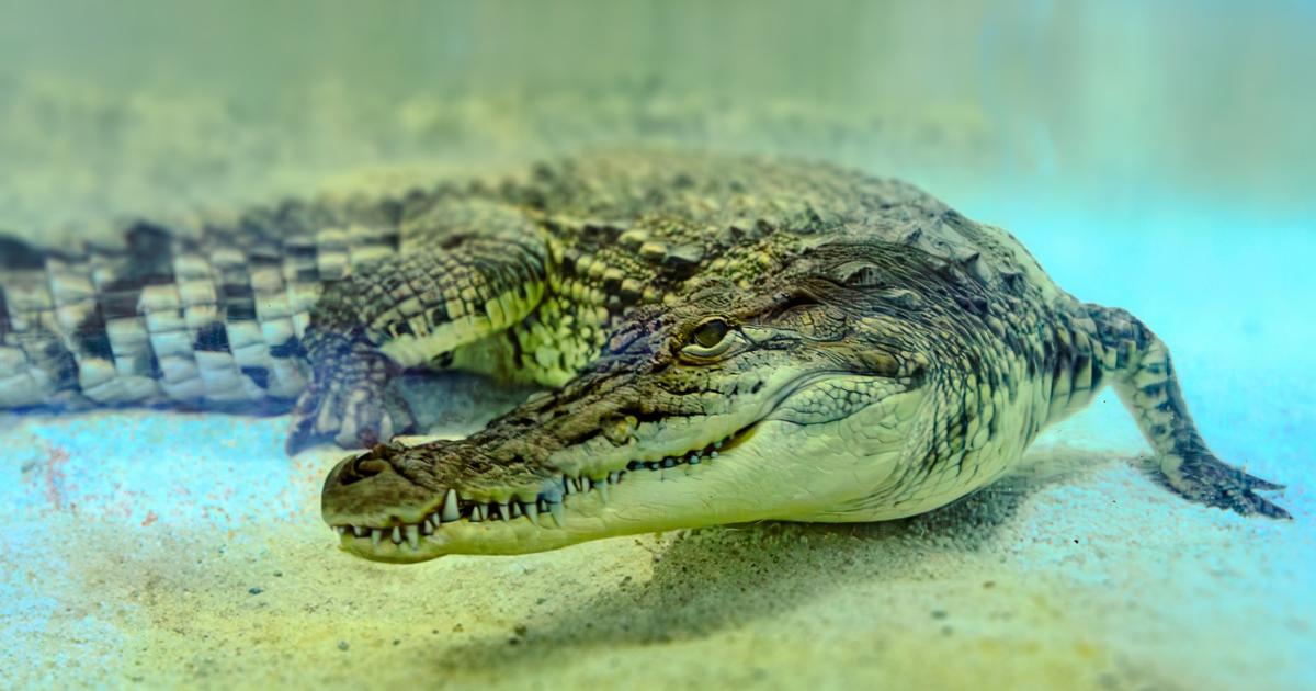 Royaume-Uni : un enfant blessé dans l'enclos aux crocodiles d’un zoo, le suspect relâché