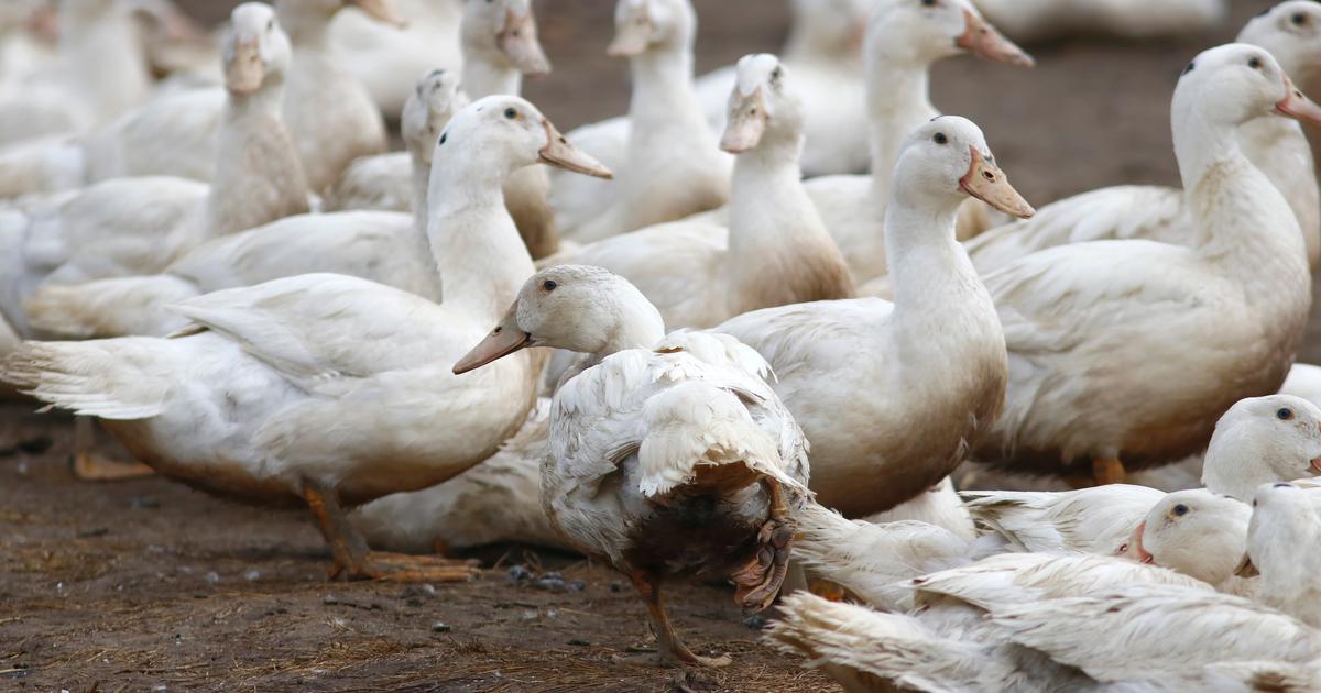 Grippe aviaire H5 : un premier cas détecté sur le continent en Australie