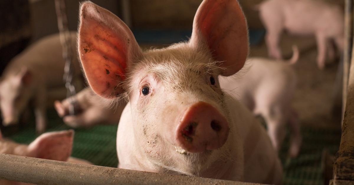 Bouches-du-Rhône : des enfants atteints de shigellose après une visite dans une ferme pédagogique