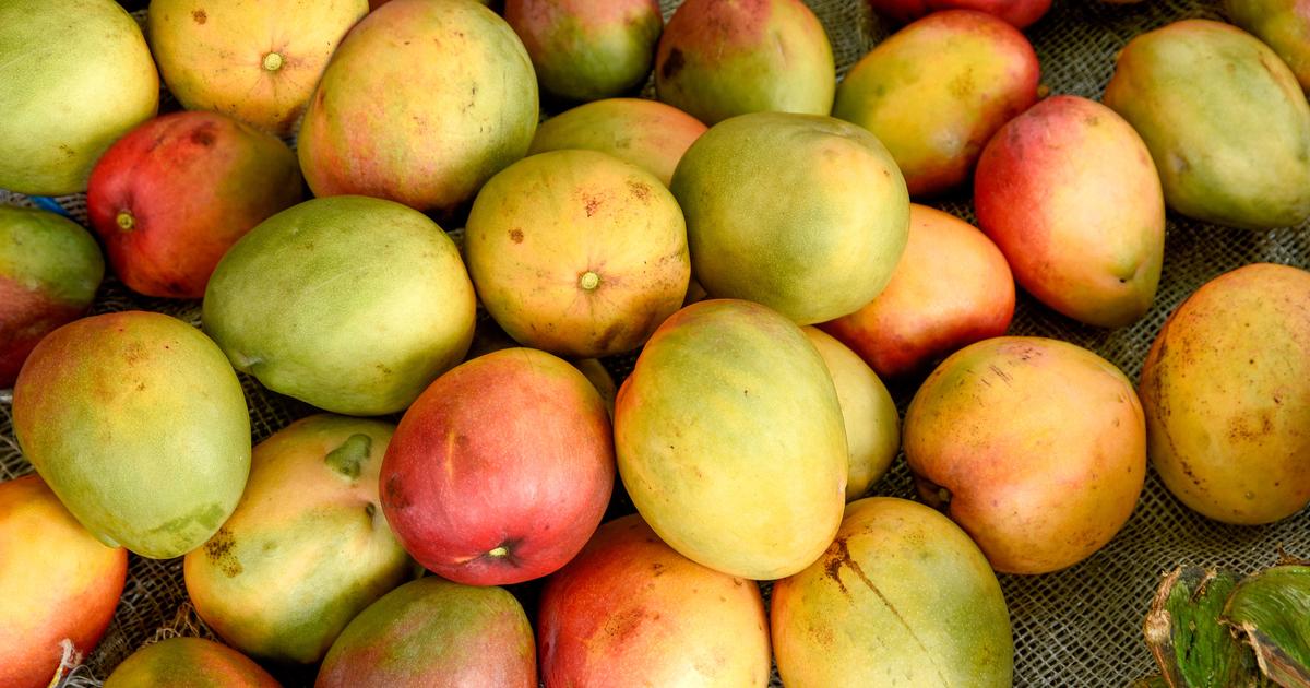 Au Pakistan, les mangues restent sur les arbres, victimes collatérales du conflit au Moyen-Orient