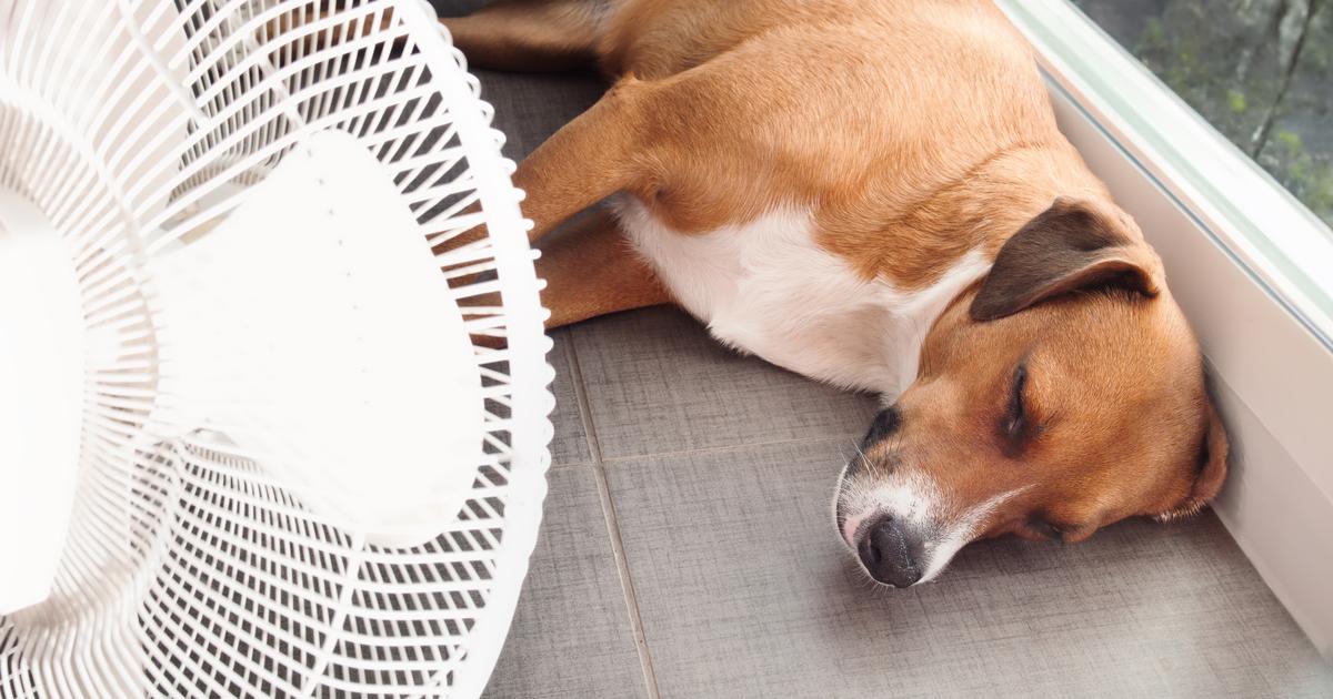 Coup de chaleur : ces signes qui doivent vous alerter pour votre chat ou votre chien