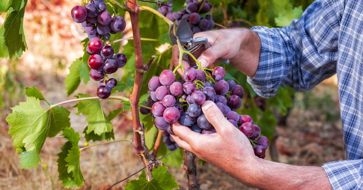 «Un super millésime en bio» : nos 15 vins biologiques préférés du millésime 2025 à Bordeaux