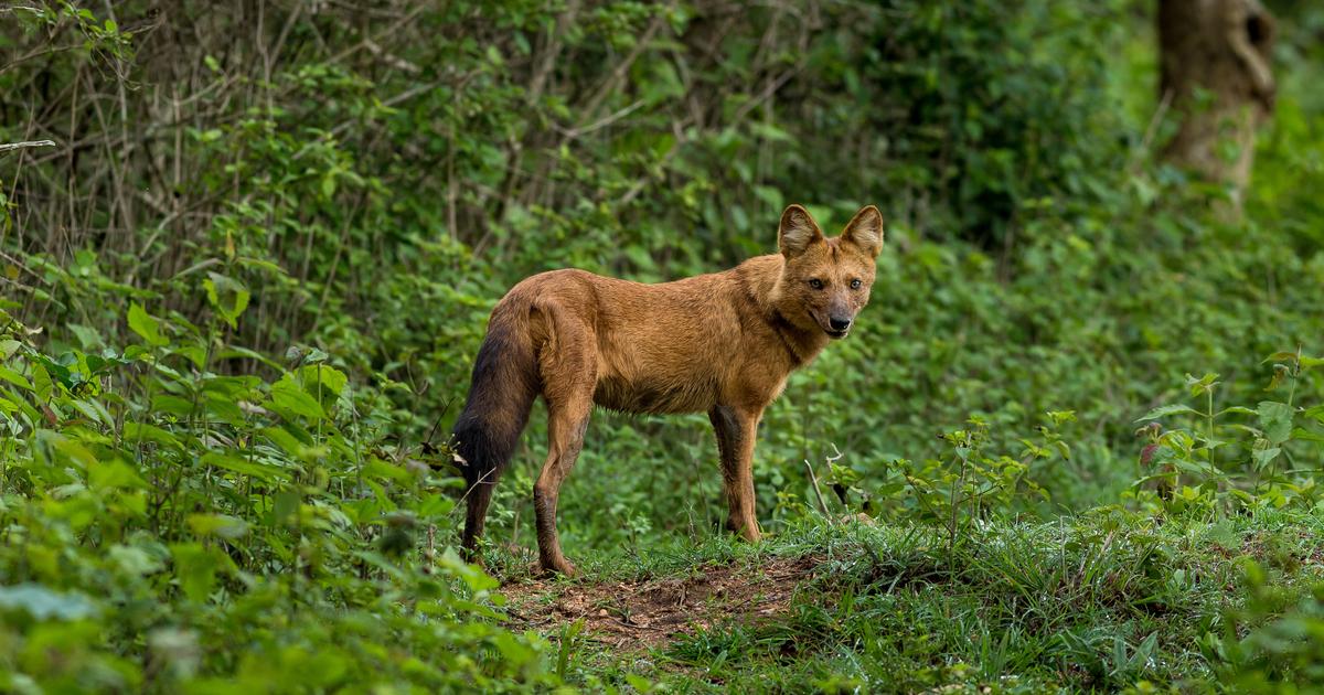 L’IA peut-elle sauver les animaux menacés dans une forêt ravagée par la déforestation ?
