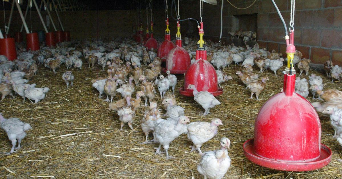 Poulets, porcs, vaches : la canicule fait de gros dégâts dans les fermes