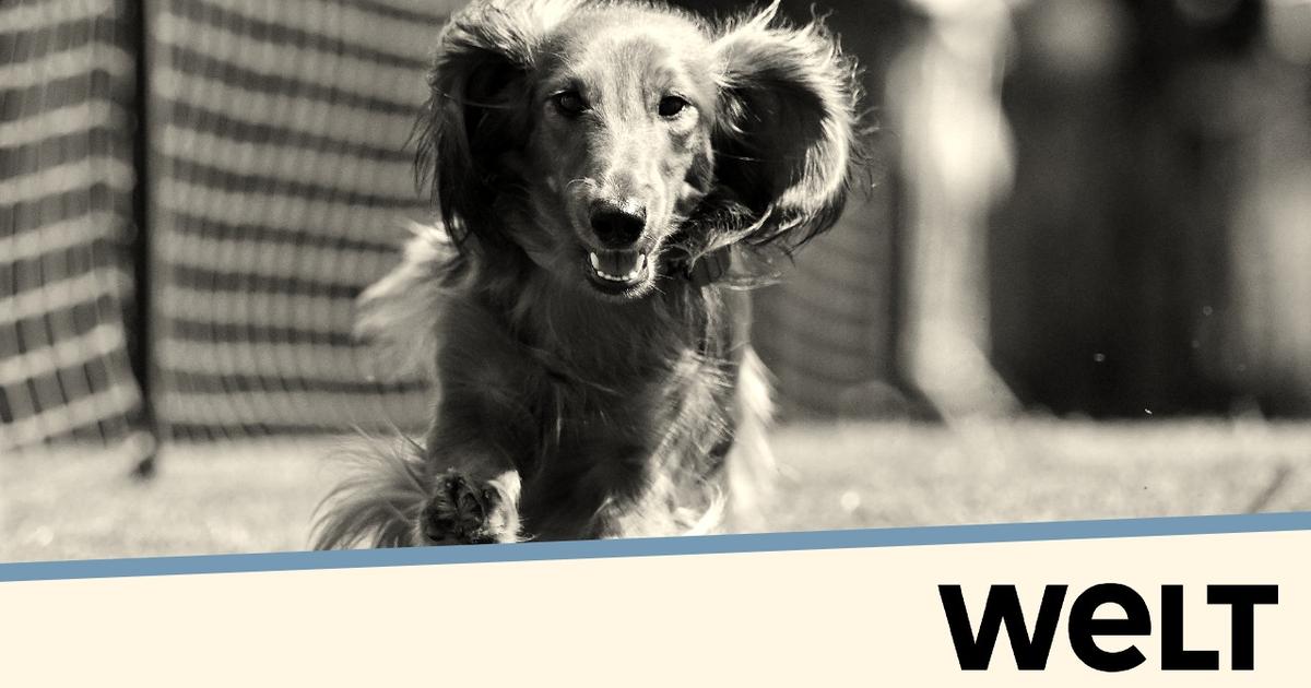 Où s’arrête l’amour des animaux et où commence le stress ?