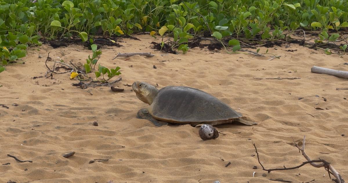 « Cet épisode a marqué les esprits » : en Guyane, les pêcheurs côtiers se mobilisent pour la protection des tortues marines