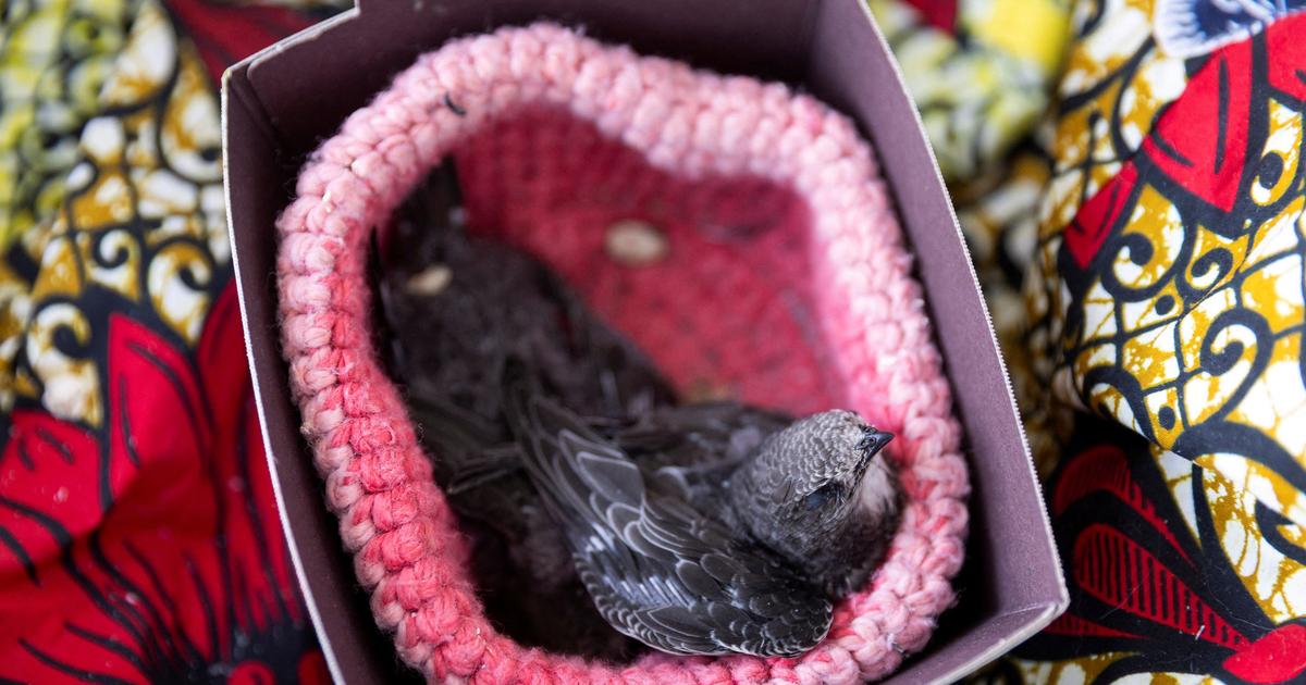 «Un désastre écologique» : la canicule provoque un afflux massif d’oiseaux en détresse dans les centres de soins