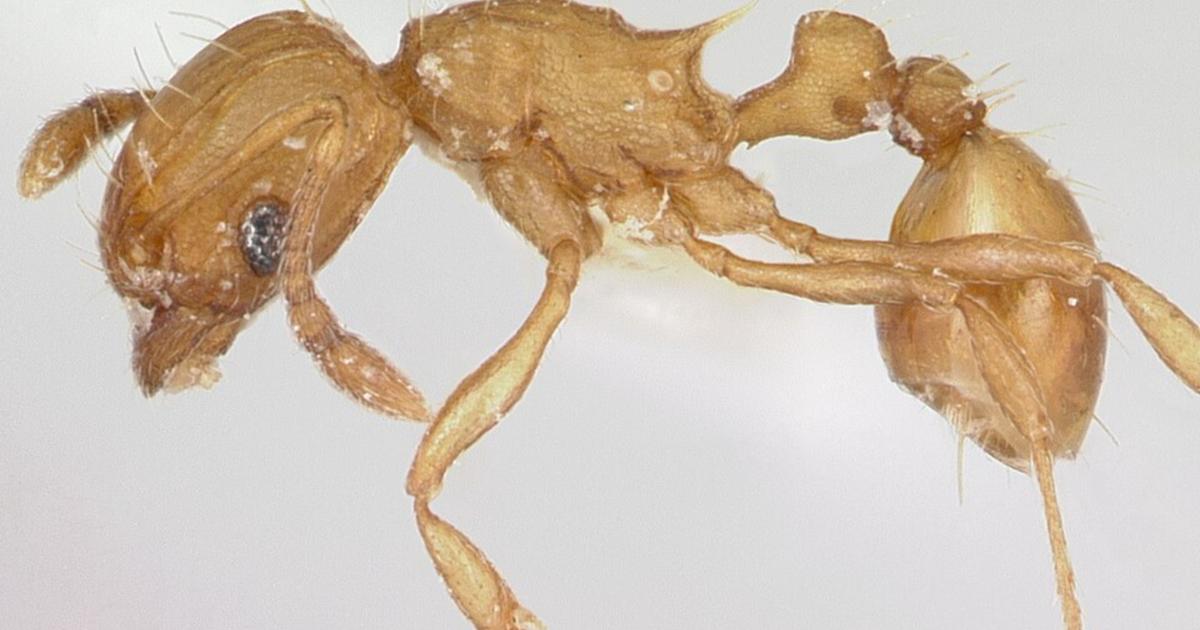 Piqûre douloureuse, pas de prédateurs, carnivores... La dangereuse invasion des fourmis électriques dans le Var