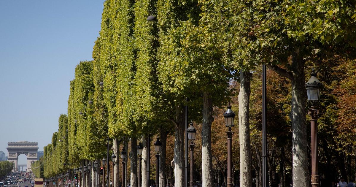 Canicule : «Pourquoi la végétalisation de Paris est inadaptée aux habitants»