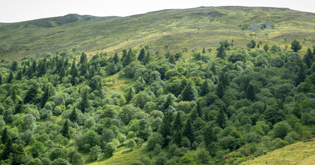 Stress hydrique, agressions biologiques, arrêt de photosynthèse... Les forêts françaises à l’épreuve des vagues de chaleur répétées
