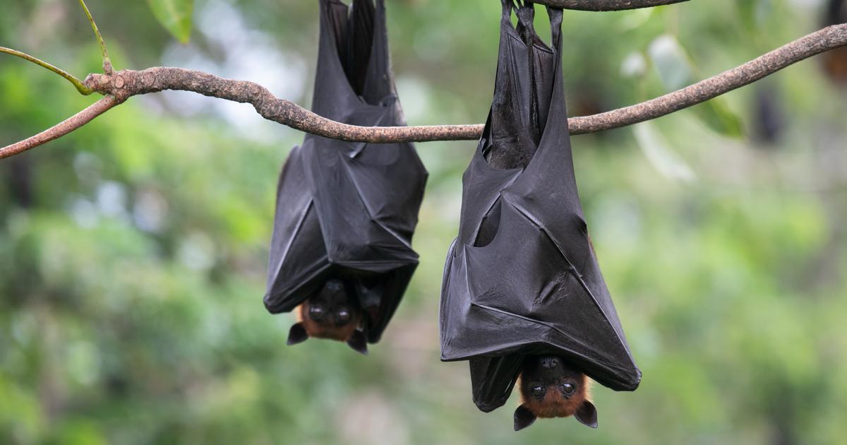 Canada : un garçon de 11 ans meurt de la rage après s’être réveillé, une chauve-souris sur le visage