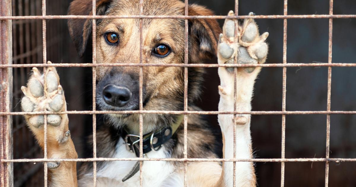 Plusieurs animaux maltraités découverts en Espagne dans une plantation de cannabis