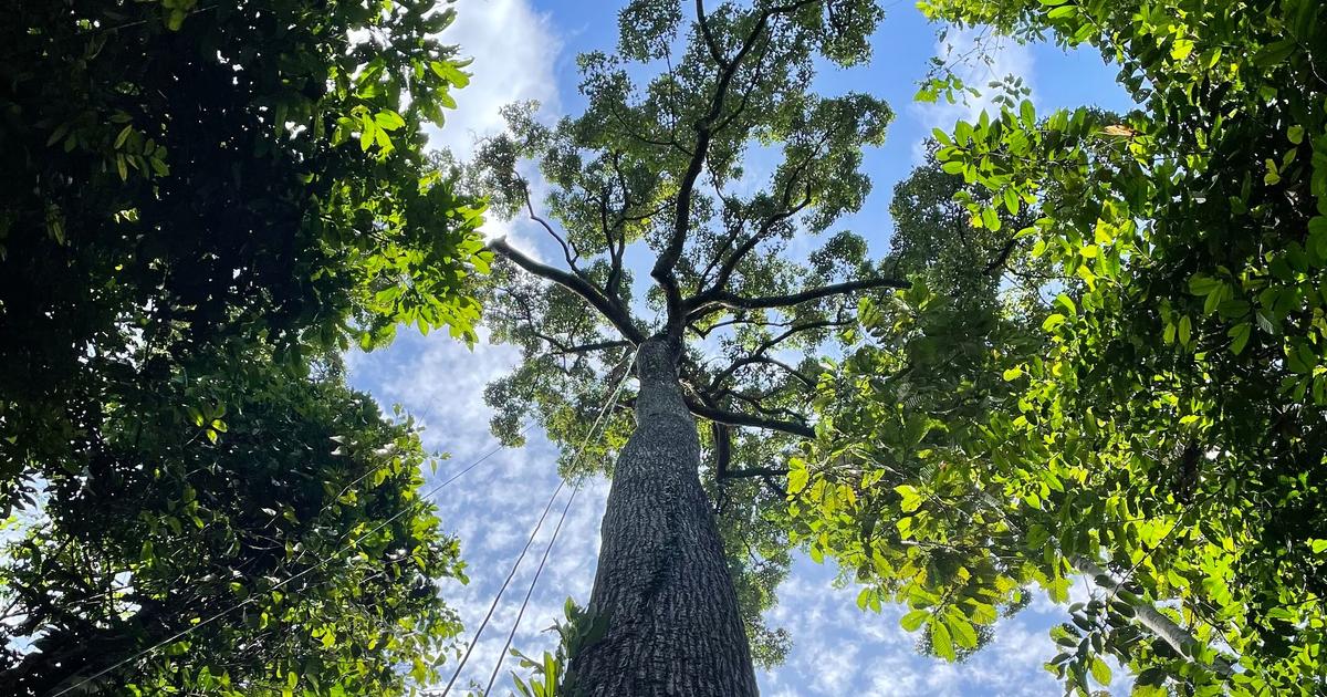 Même en période de sécheresse, les grands arbres tropicaux sont aussi efficaces que les petits pour pomper l’eau du sol