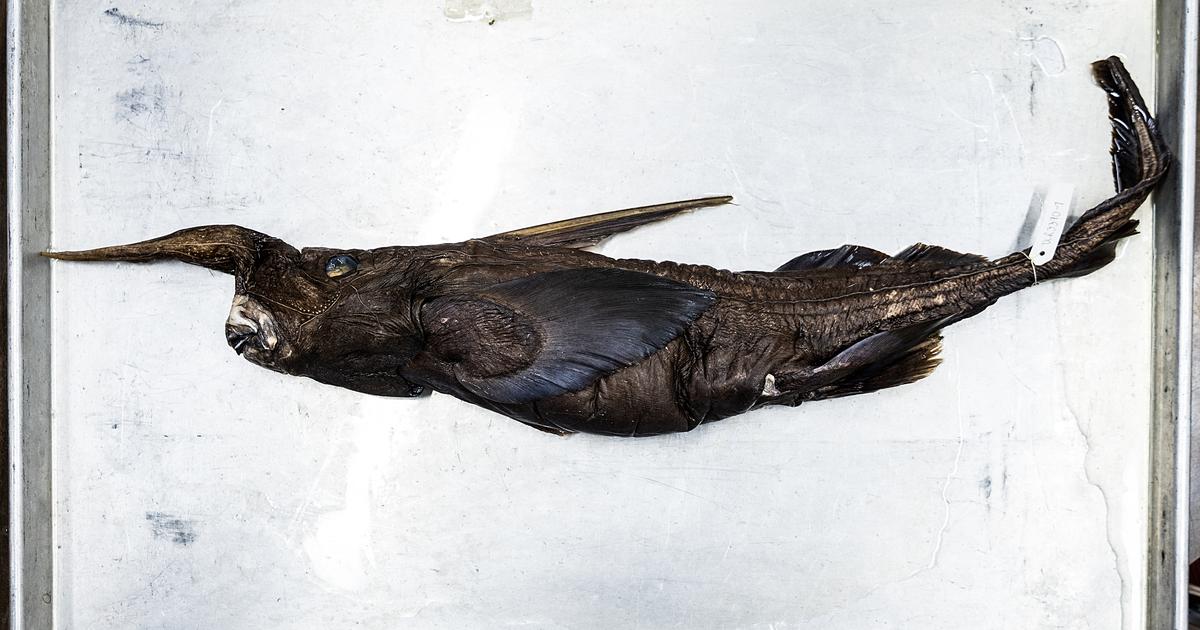 Au Costa Rica, des chercheurs croient avoir découvert une nouvelle espèce de requin fantôme