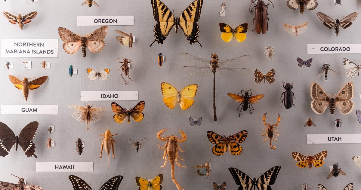 « C’est un pan entier du vivant qui reste très méconnu » : la Terre abriterait entre 14 millions et 20 millions d’espèces d’insectes
