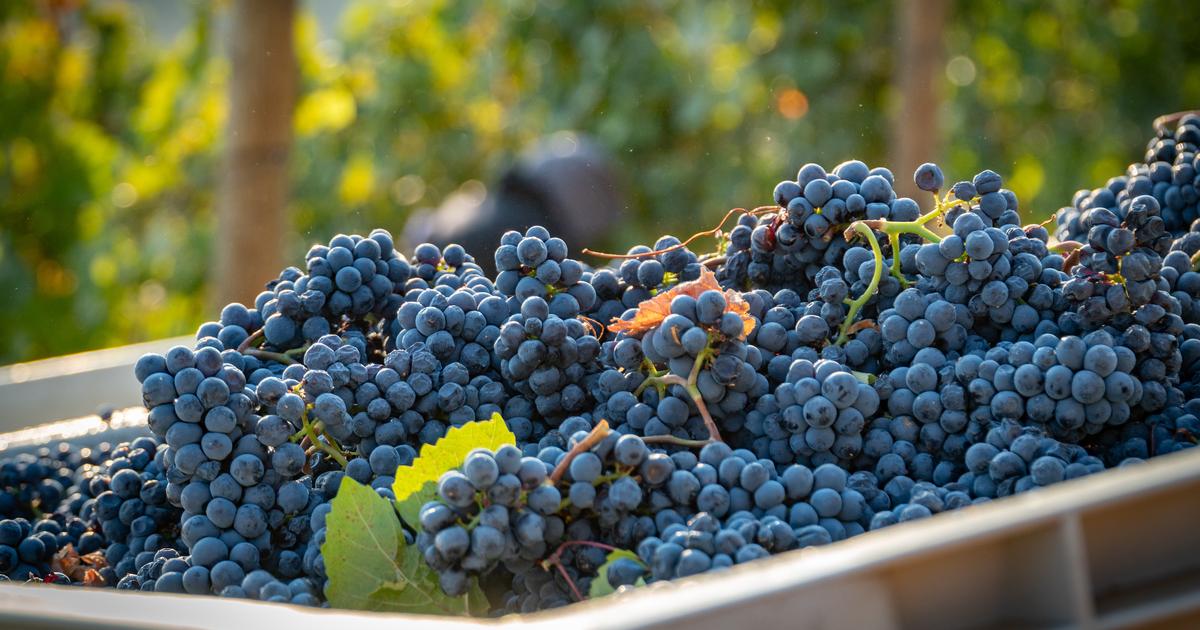 Pourquoi on ne consomme pas les raisins destinés à faire du vin