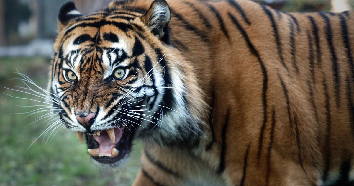 3600 tigres relâchés dans un pays qui n’en compte pas un seul : un projet écologique qui fait trembler les habitants