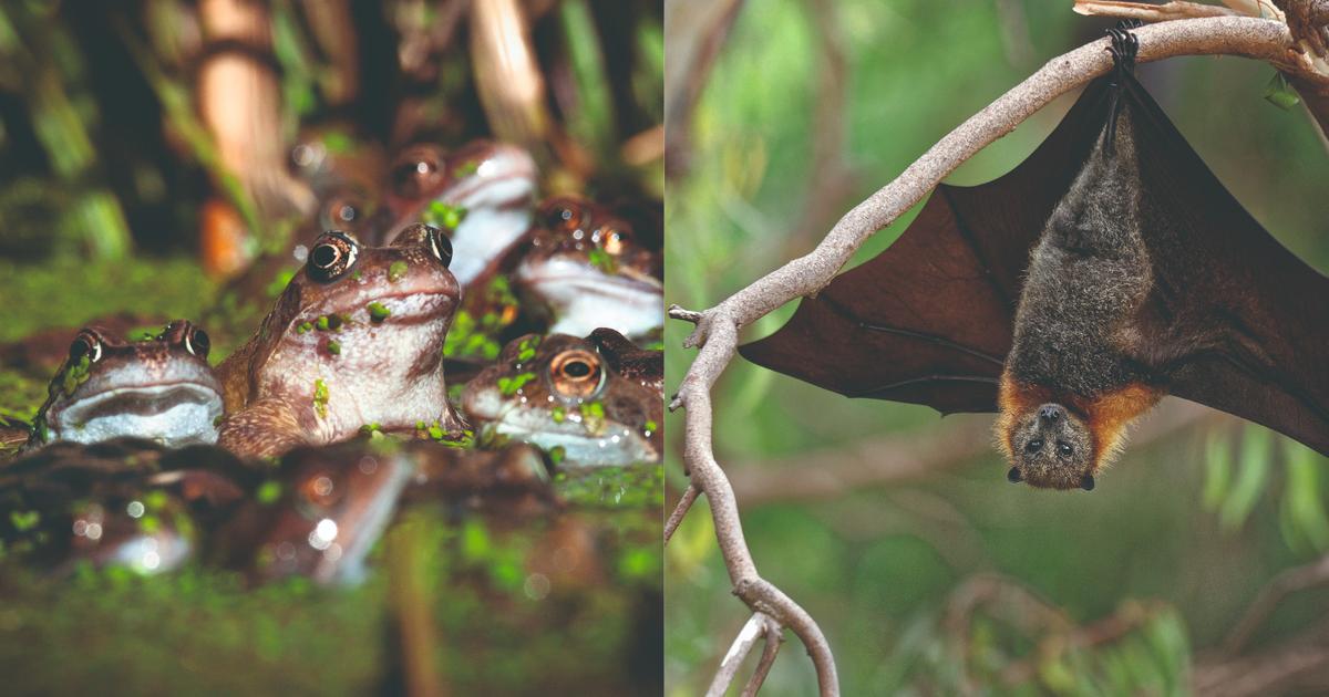 Chauve-souris, crapauds, guêpes : des animaux mal-aimés mais indispensables