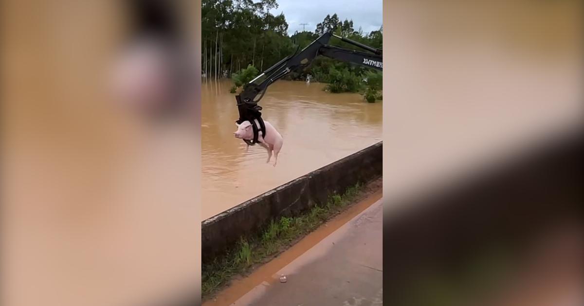 En Chine, l’incroyable sauvetage de cochons emportés par les crues